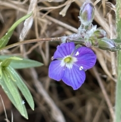 Veronica gracilis at Bendoura, NSW - 25 Oct 2023