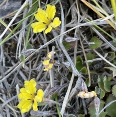 Goodenia hederacea subsp. hederacea (Ivy Goodenia, Forest Goodenia) at QPRC LGA - 25 Oct 2023 by JaneR