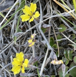 Goodenia hederacea subsp. hederacea at Bendoura, NSW - 25 Oct 2023 01:28 PM