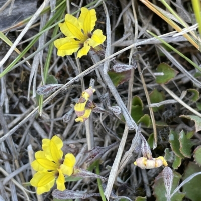 Goodenia hederacea subsp. hederacea (Ivy Goodenia, Forest Goodenia) at Bendoura, NSW - 25 Oct 2023 by JaneR