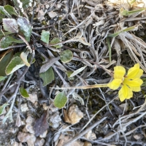 Goodenia hederacea subsp. hederacea at Bendoura, NSW - 25 Oct 2023