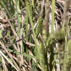 Carex gaudichaudiana (Fen Sedge) at Bendoura, NSW - 25 Oct 2023 by JaneR