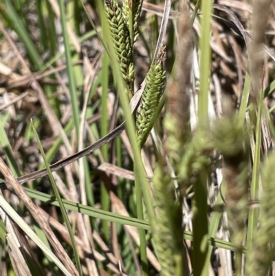 Carex gaudichaudiana (Fen Sedge) at Bendoura, NSW - 25 Oct 2023 by JaneR