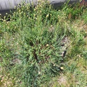 Sanguisorba minor at Majura, ACT - 26 Oct 2023 02:38 PM