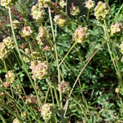 Sanguisorba minor at Majura, ACT - 26 Oct 2023