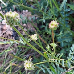 Sanguisorba minor at Majura, ACT - 26 Oct 2023