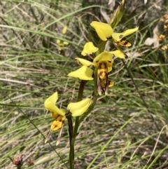 Diuris sulphurea (Tiger Orchid) at Chiltern-Mt Pilot National Park - 25 Oct 2023 by AnneG1