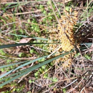 Lomandra multiflora at Majura, ACT - 26 Oct 2023