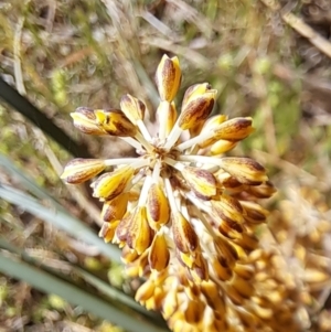 Lomandra multiflora at Majura, ACT - 26 Oct 2023