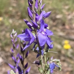 Veronica perfoliata (Digger's Speedwell) at Cornishtown, VIC - 25 Oct 2023 by AnneG1