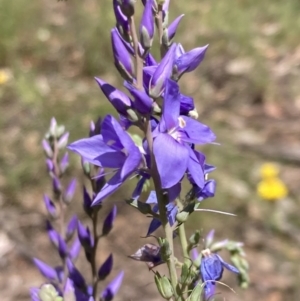 Veronica perfoliata at Cornishtown, VIC - 25 Oct 2023