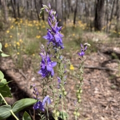 Veronica perfoliata at Cornishtown, VIC - 25 Oct 2023