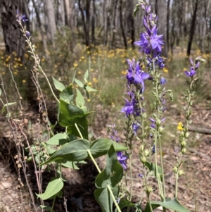 Veronica perfoliata at Cornishtown, VIC - 25 Oct 2023 12:26 PM