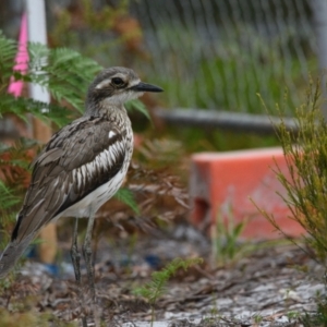 Burhinus grallarius at Brunswick Heads, NSW - 26 Oct 2023