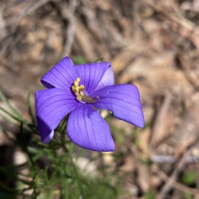 Cheiranthera linearis (Finger Flower) at Chiltern-Mt Pilot National Park - 25 Oct 2023 by AnneG1