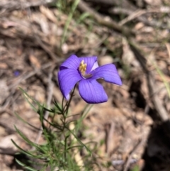 Cheiranthera linearis at Cornishtown, VIC - 25 Oct 2023