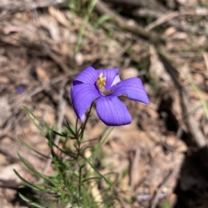 Cheiranthera linearis at Cornishtown, VIC - 25 Oct 2023