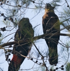 Calyptorhynchus lathami lathami (Glossy Black-Cockatoo) at Brunswick Heads, NSW - 25 Oct 2023 by macmad