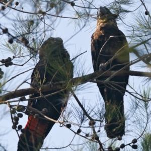 Calyptorhynchus lathami lathami at Brunswick Heads, NSW - 25 Oct 2023