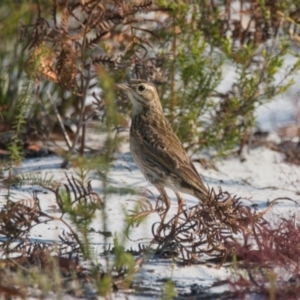 Anthus australis at Brunswick Heads, NSW - 25 Oct 2023