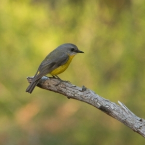 Eopsaltria australis at Brunswick Heads, NSW - 25 Oct 2023