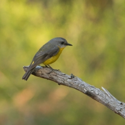 Eopsaltria australis (Eastern Yellow Robin) at Brunswick Heads, NSW - 25 Oct 2023 by macmad