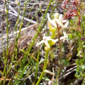 Stackhousia monogyna at Majura, ACT - 26 Oct 2023