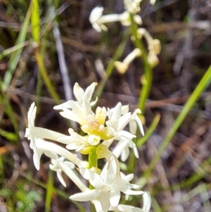 Stackhousia monogyna at Majura, ACT - 26 Oct 2023 03:13 PM