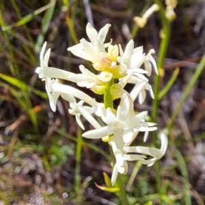 Stackhousia monogyna at Majura, ACT - 26 Oct 2023 03:13 PM