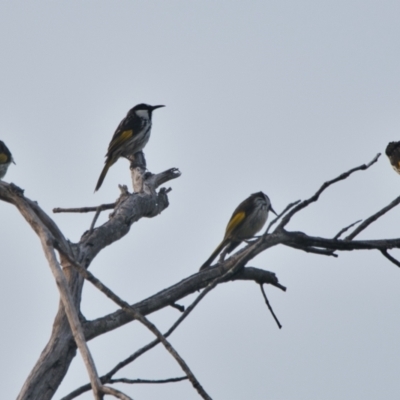 Phylidonyris niger (White-cheeked Honeyeater) at Brunswick Heads, NSW - 24 Oct 2023 by macmad