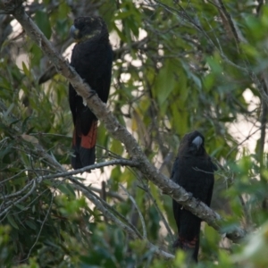 Calyptorhynchus lathami lathami at Brunswick Heads, NSW - suppressed