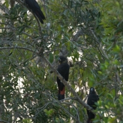 Calyptorhynchus lathami lathami at Brunswick Heads, NSW - suppressed