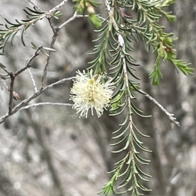 Melaleuca parvistaminea (Small-flowered Honey-myrtle) at Bendoura, NSW - 25 Oct 2023 by JaneR