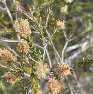 Melaleuca parvistaminea at Bendoura, NSW - 25 Oct 2023 03:48 PM