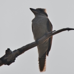 Dacelo novaeguineae (Laughing Kookaburra) at Brunswick Heads, NSW - 24 Oct 2023 by macmad