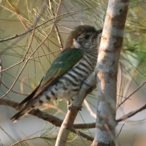 Chrysococcyx lucidus at Brunswick Heads, NSW - 24 Oct 2023