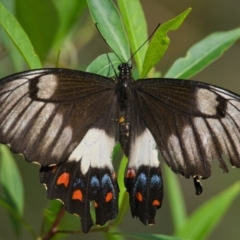 Papilio aegeus (Orchard Swallowtail, Large Citrus Butterfly) at Brunswick Heads, NSW - 23 Oct 2023 by macmad