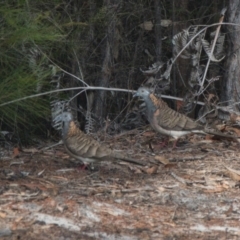 Geopelia humeralis (Bar-shouldered Dove) at Brunswick Heads, NSW - 23 Oct 2023 by macmad