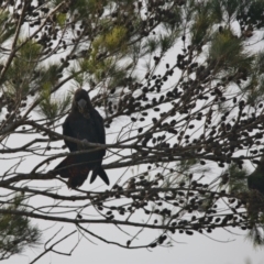 Calyptorhynchus lathami lathami (Glossy Black-Cockatoo) at Brunswick Heads, NSW - 24 Oct 2023 by macmad