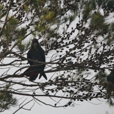 Calyptorhynchus lathami (Glossy Black-Cockatoo) at Brunswick Heads, NSW - 23 Oct 2023 by macmad