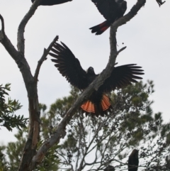 Calyptorhynchus lathami lathami at Brunswick Heads, NSW - 24 Oct 2023