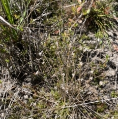 Eriocaulon scariosum (Pale Pipewort) at Bendoura, NSW - 25 Oct 2023 by JaneR