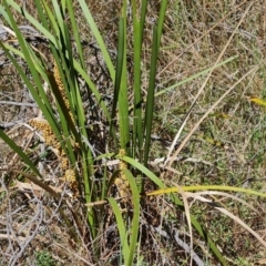 Lomandra longifolia (Spiny-headed Mat-rush, Honey Reed) at Isaacs Ridge and Nearby - 25 Oct 2023 by Mike