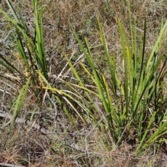 Lomandra longifolia at Isaacs, ACT - 25 Oct 2023