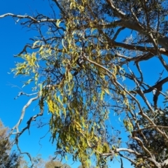 Amyema miquelii (Box Mistletoe) at Mount Mugga Mugga - 24 Oct 2023 by Mike