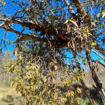 Muellerina eucalyptoides (Creeping Mistletoe) at Mount Mugga Mugga - 24 Oct 2023 by Mike