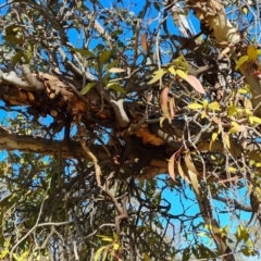 Muellerina eucalyptoides at O'Malley, ACT - 25 Oct 2023 09:32 AM