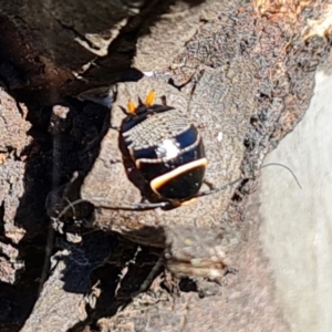 Ellipsidion australe at O'Malley, ACT - 25 Oct 2023 09:22 AM