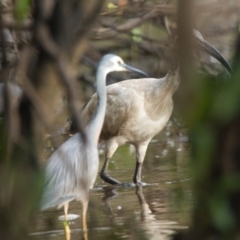 Threskiornis molucca (Australian White Ibis) at Brunswick Heads, NSW - 23 Oct 2023 by macmad