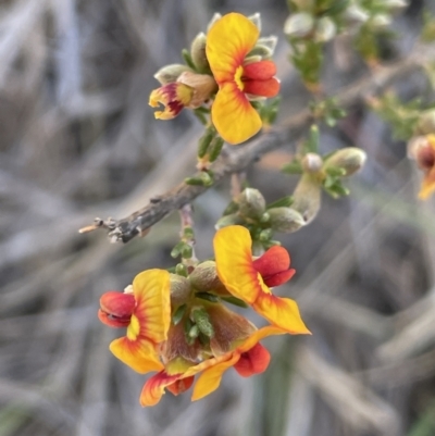 Dillwynia sericea (Egg And Bacon Peas) at Bendoura, NSW - 25 Oct 2023 by JaneR